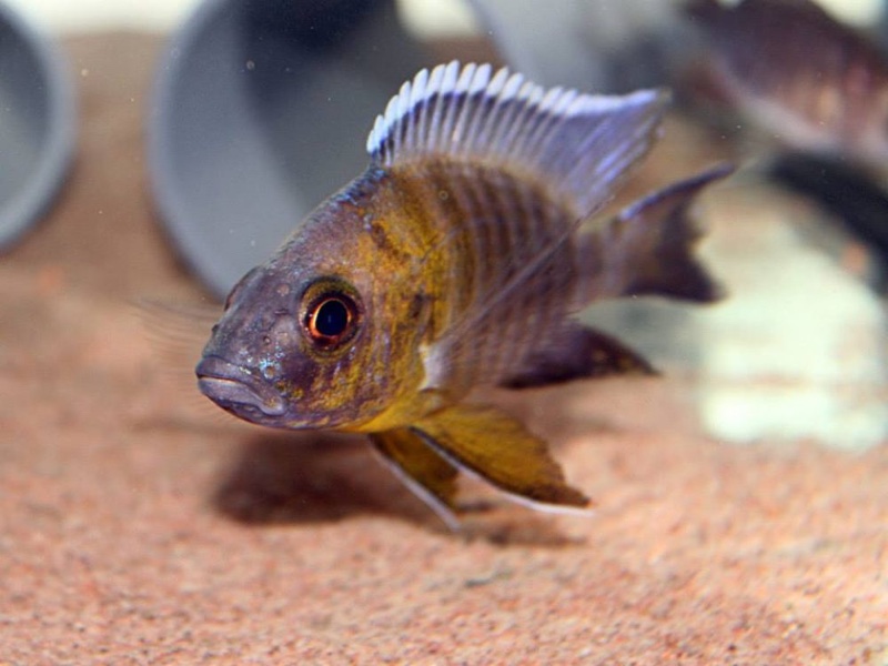 Aulonocara sp. 'trematocranus masinje' Chiofu Bay